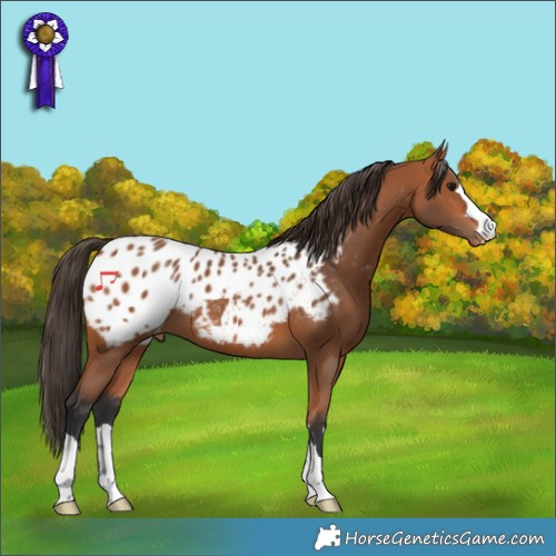 Horse Color:Bay Appaloosa