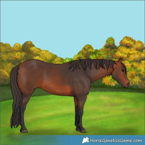 Horse Color:Bay Rabicano  and Bay Rabicano 