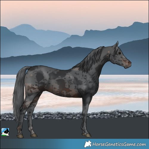 Horse Color:Brown Merle 