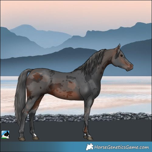 Horse Color:Brown Merle 