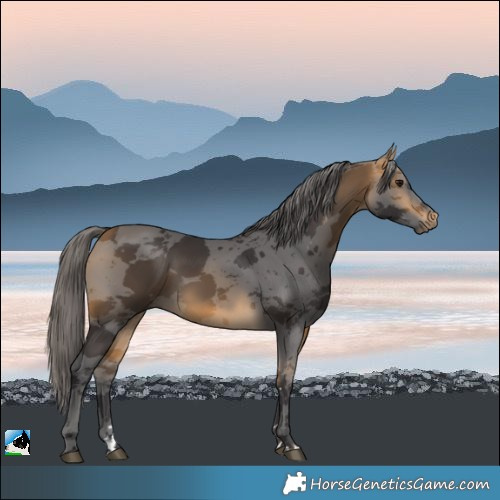 Horse Color:Buckskin Merle 