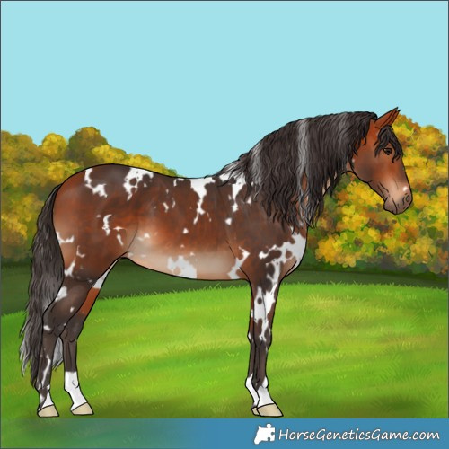 Horse Color:White Spotted Bay