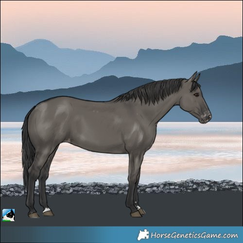 Horse Color:Grullo Appaloosa 