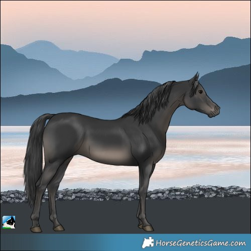 Horse Color:Black Rabicano 
