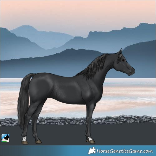 Horse Color:Black Rabicano
