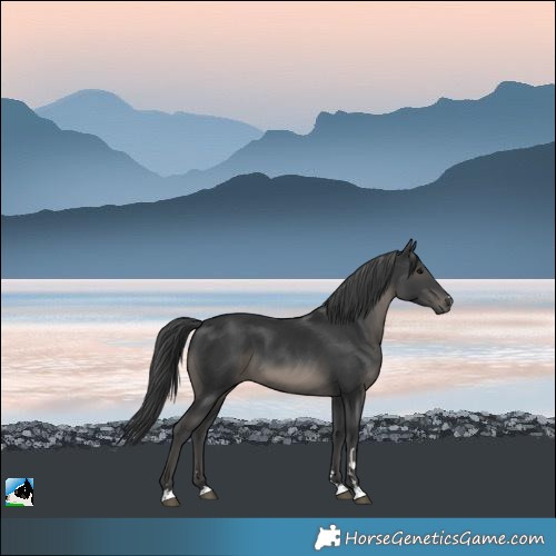 Horse Color:Black 