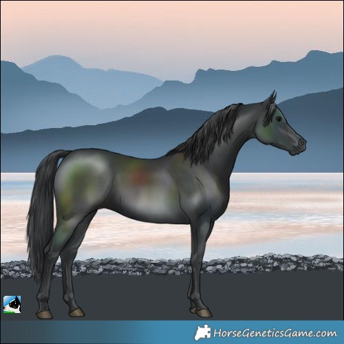 Horse Color:Black Rabicano