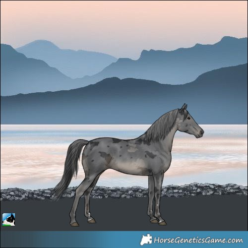 Horse Color:Black Merle 