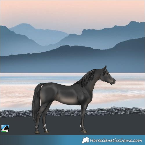 Horse Color:Black 