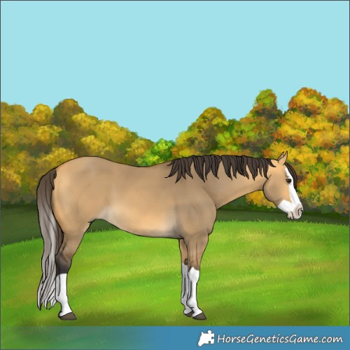 Horse Color:Buckskin Dun Splash