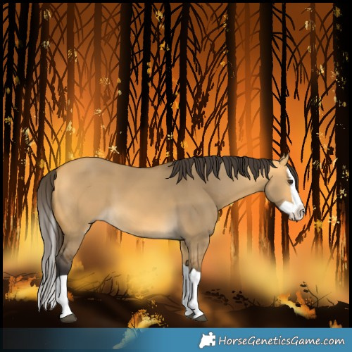 Horse Color:Buckskin Dun Splash 