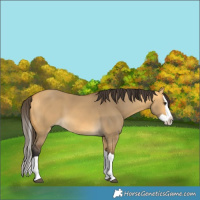 Horse Color:Buckskin Dun Splash