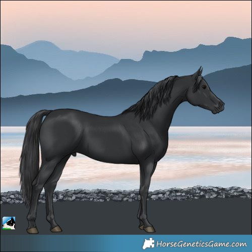 Horse Color:Black Rabicano 
