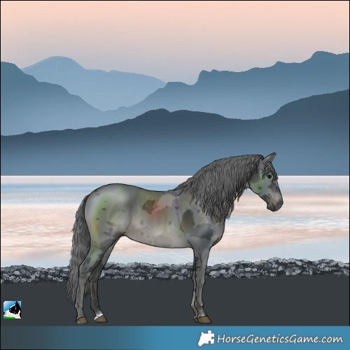 Horse Color:Black Merle