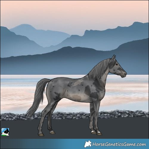 Horse Color:Black Merle 