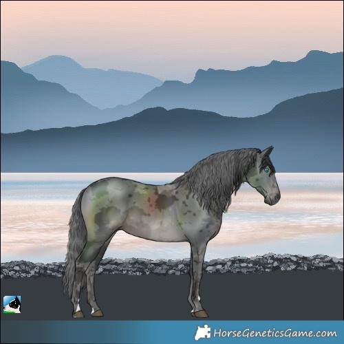 Horse Color:Black Merle 