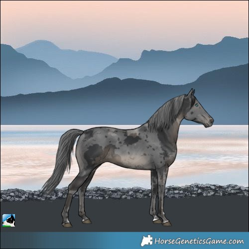 Horse Color:Black Merle 