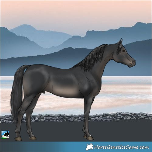 Horse Color:Black Rabicano 
