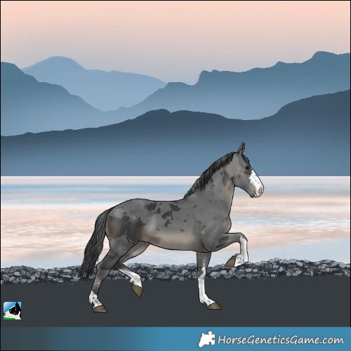 Horse Color:Black Merle 