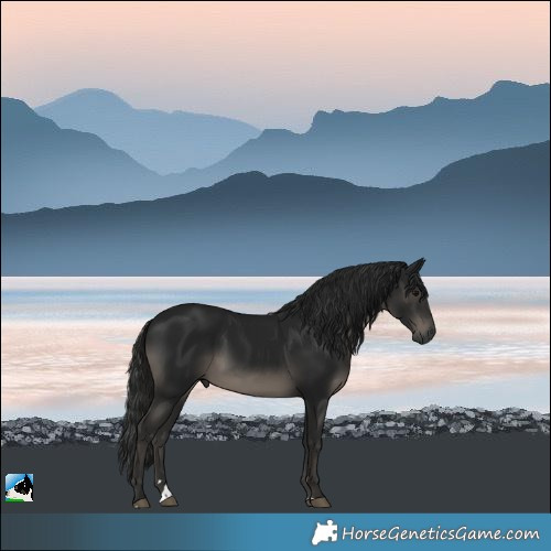 Horse Color:Gray Black 