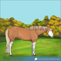 Horse Color:Chestnut Splash