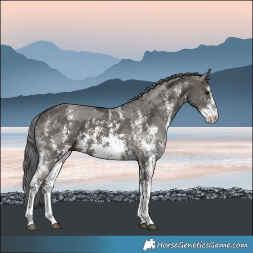 Horse Color:Grullo Merle Sabino Rabicano 