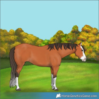 Horse Color:Bay Splash 
