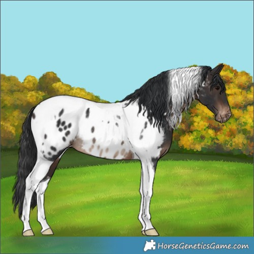 Horse Color:Brown Tobiano Near Leopard Rabicano