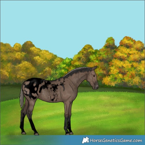 Horse Color:Void White Spotted Liver Red Dun Mushroom Appaloosa 