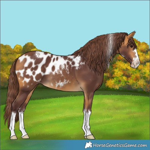 Horse Color:Chocolate Buckskin Appaloosa 