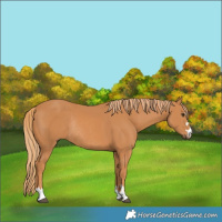 Horse Color:Chestnut Rabicano 