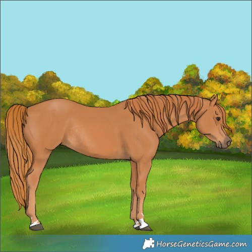 Horse Color:Chestnut Rabicano