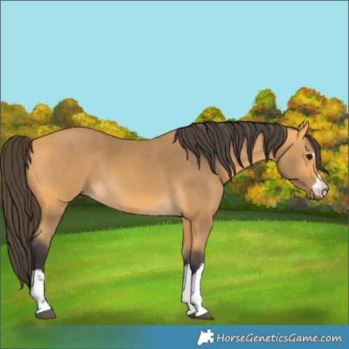 Horse Color:Buckskin Rabicano