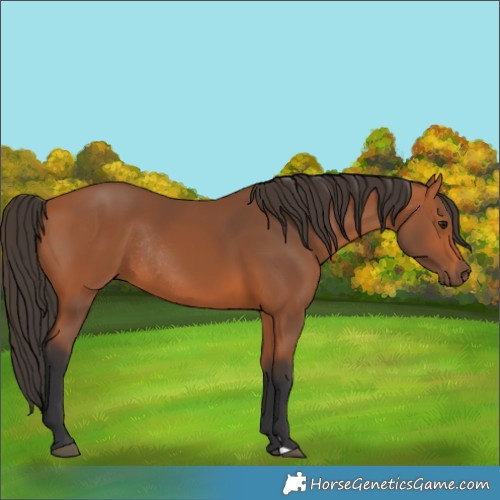 Horse Color:Bay Rabicano