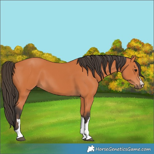 Horse Color:Bay Rabicano 