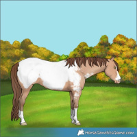 Horse Color:Amber Champagne Snowcap