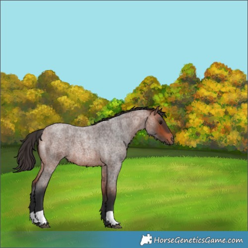 Horse Color:Bay Roan