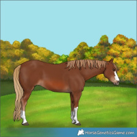 Horse Color:Unknown 