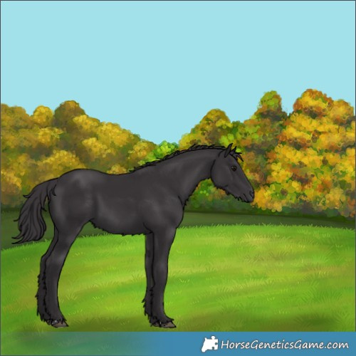 Horse Color:Smoky Black 
