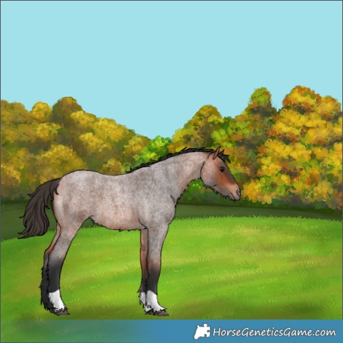 Horse Color:Bay Roan 