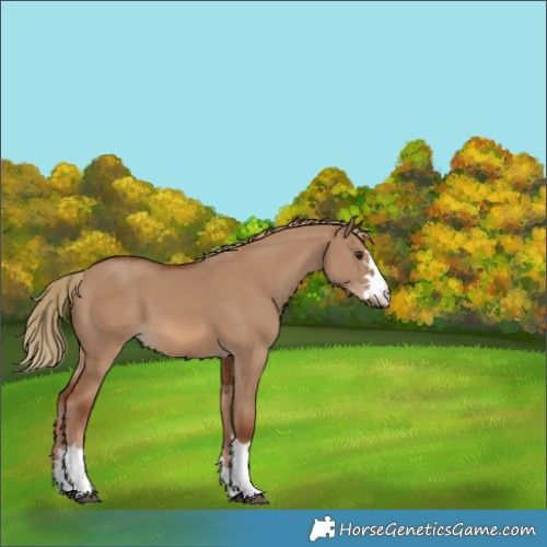 Horse Color:Red Dun
