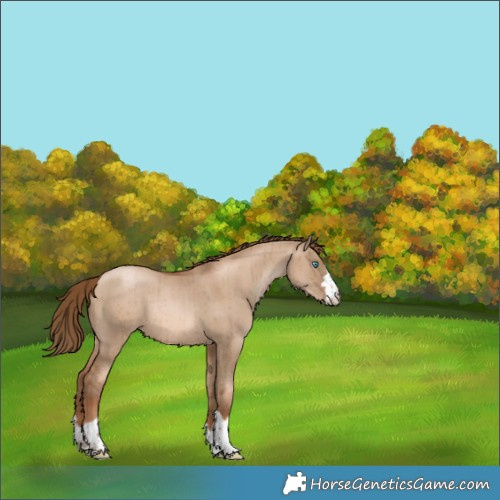Horse Color:Liver Red Dun Pearl Rabicano Brindle 