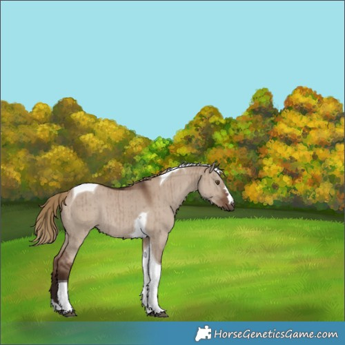 Horse Color:Liver Red Dun Tobiano Rabicano Brindle