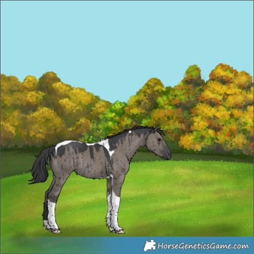 Horse Color:Grullo Tobiano Rabicano Brindle 