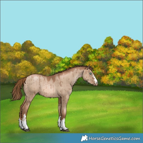 Horse Color:Liver Red Dun Pearl Rabicano Brindle