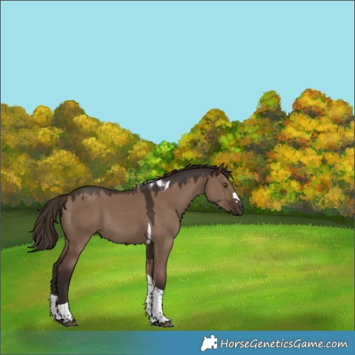 Horse Color:Liver Red Dun Tobiano Rabicano 