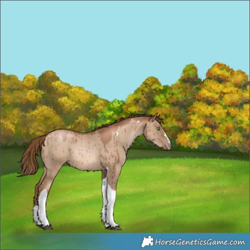 Horse Color:Liver Red Dun Pearl Tobiano Rabicano Brindle