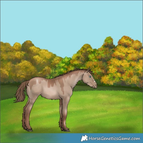 Horse Color:Grullo Pearl Rabicano 