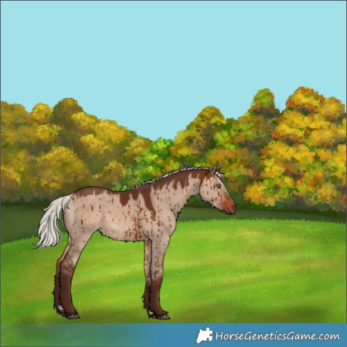 Horse Color:Silver Brown Dun Rabicano Brindle