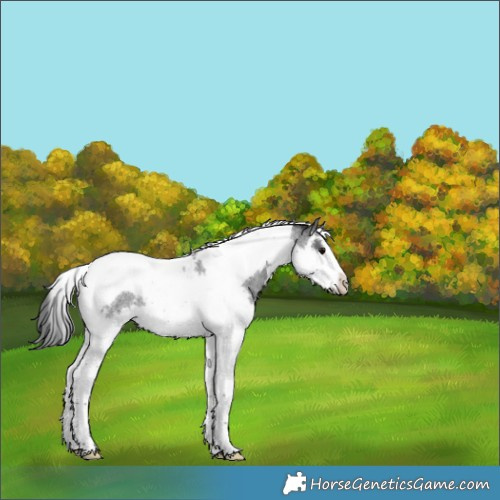 Horse Color:Blue Roan Splash Tobiano 